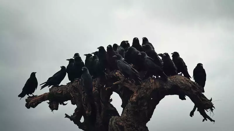Why Are Crows Called a Murder? The Dark History Behind the Collective Noun