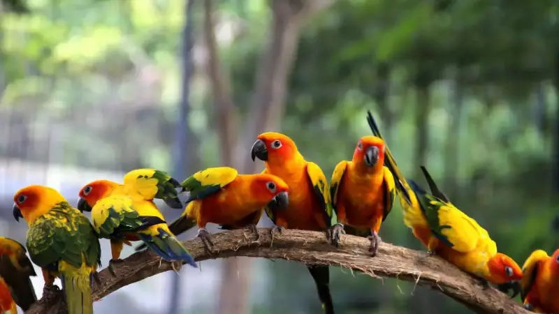 Why Are Male Birds More Colourful? Darwin's Theory & Exceptions Explained