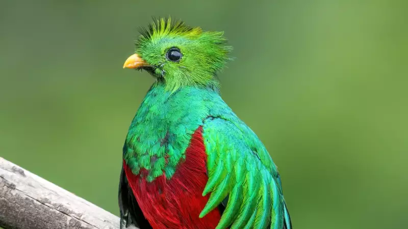 Why Guatemala's Currency Honors the Majestic Quetzal Bird