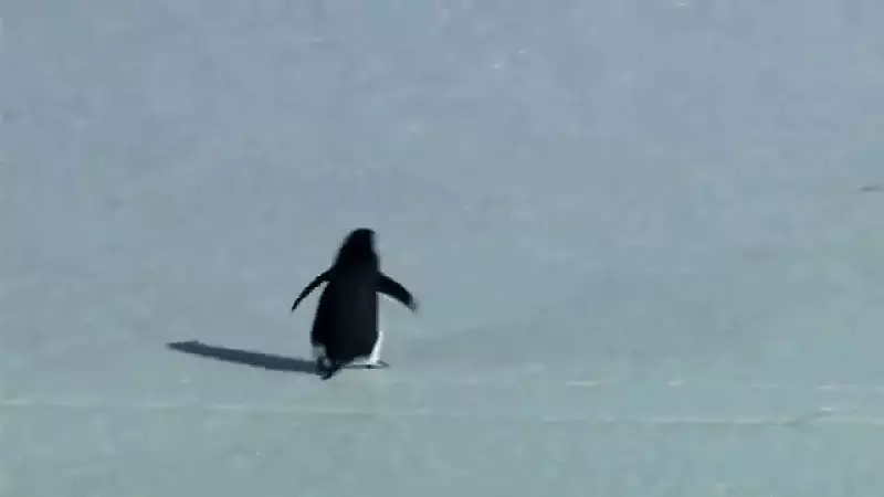 Why 'Nihilist Penguin' Death March Trend Is Viral: Bird's Mysterious Journey Explained