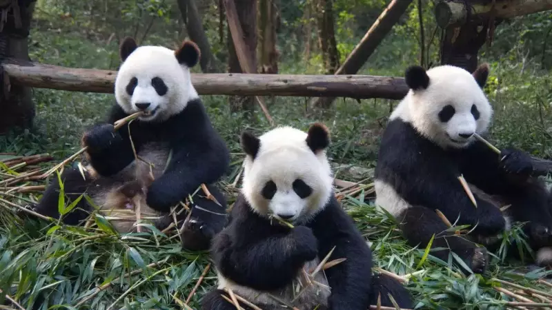Why Pandas Are Called an 'Embarrassment' - The Charming Truth Behind the Name