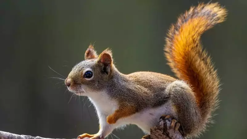 Why Squirrels Flick Their Tails: A Silent Signal of Caution Explained