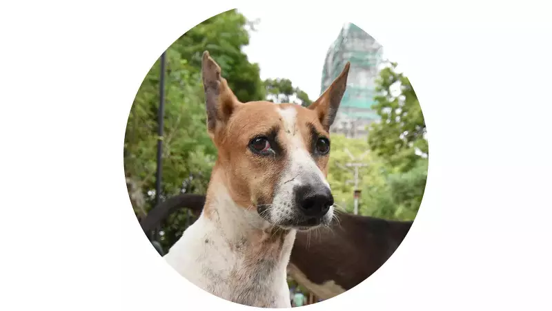 Why Supreme Court's Stray Dog Shelter Plan Could Be a Costly Mistake