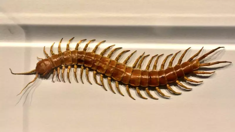 Why You Shouldn't Kill House Centipedes: 3 Reasons They're Helpful