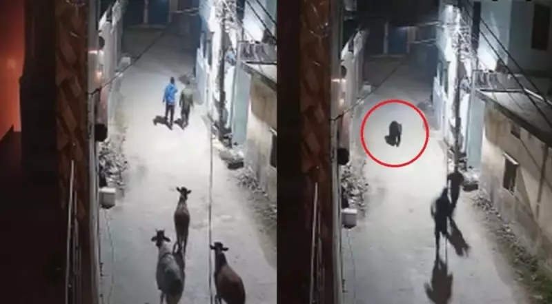Wild Bear Terrorizes Rishikesh Locals, Chases Cows in Viral CCTV Footage