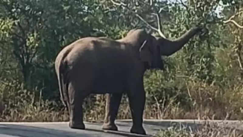 Wild Elephant Halts Traffic for an Hour on Krishnagiri Road, Forest Officials Issue Warning