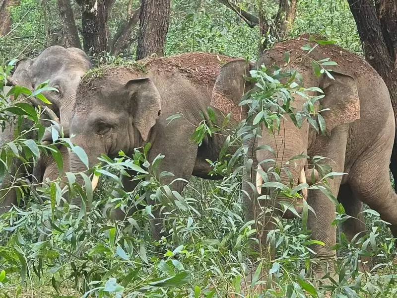 Wild Elephant Herd of 25 Wreaks Havoc in Keonjhar, Damages Crops & Homes