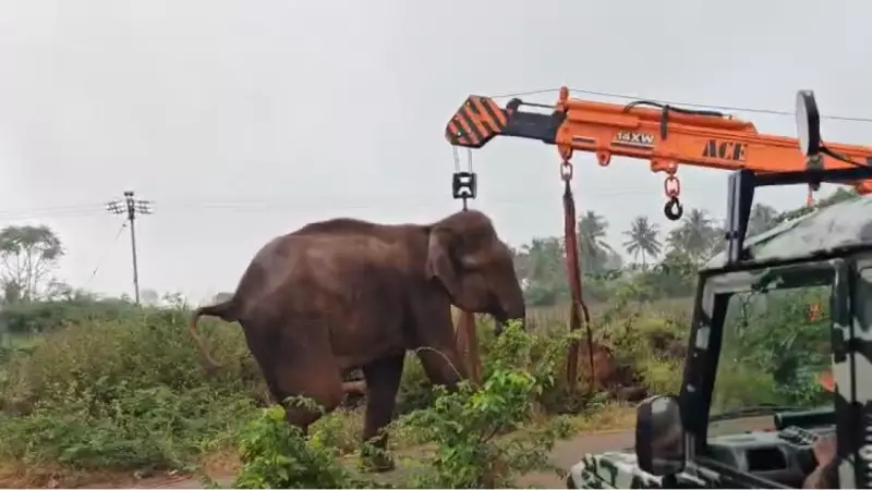 Wild Elephant Rescued from Muddy Pit Near Coimbatore Released Back to Forest