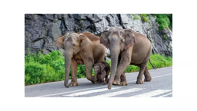 Wild Elephants Trample Elderly Woman to Death in Assam's Udalguri District