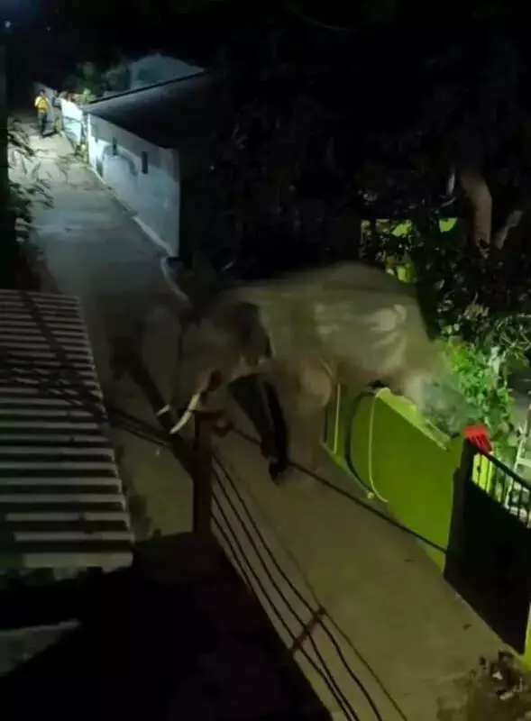 Wild Tusker Invades Coimbatore Home, Herd Roams Krishnagiri in Twin Elephant Incidents