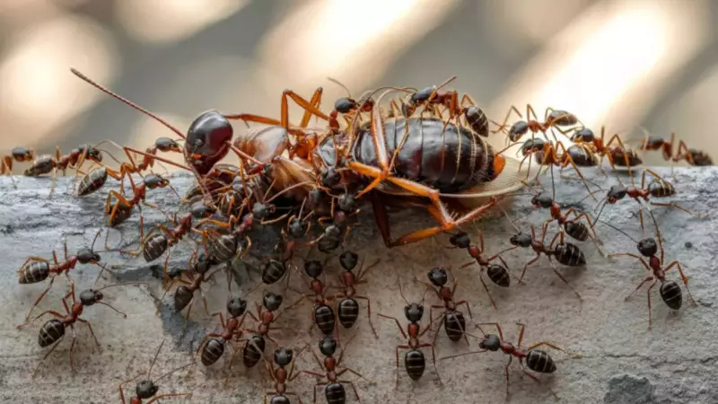 Winter Pest Invasion: 5 Common Intruders & How to Stop Them