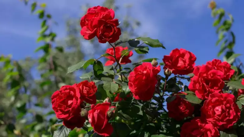 Winter Rose Care Guide: Simple Steps to Protect Your Plants from Frost Damage