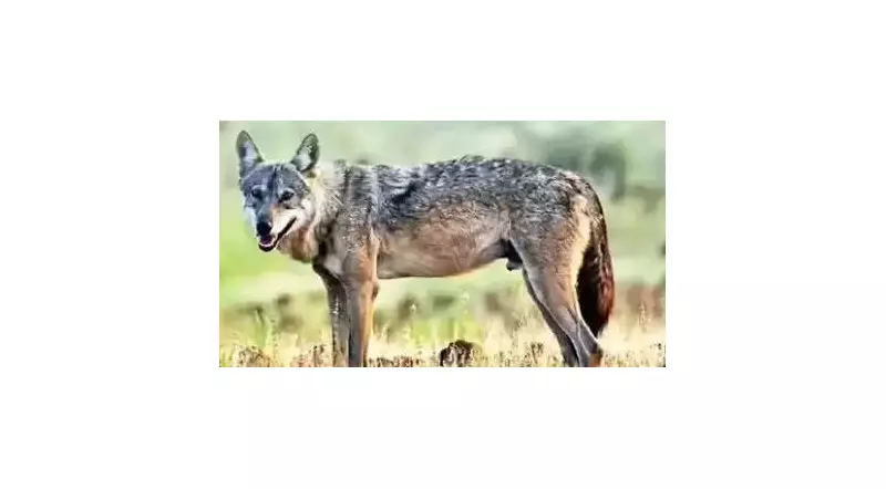 Wolf Attack in Banda Kills 20 Sheep, Injures 20 More; Farmer Seeks Aid