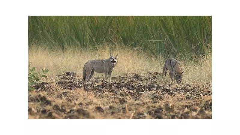 Wolves in Karnataka's Yelburga Develop Unusual Taste for Watermelons