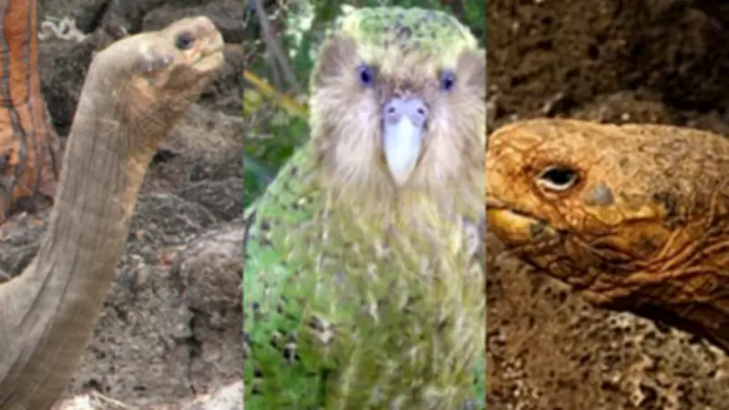 World's Loneliest Animals: From Last Survivors to Isolated Creatures