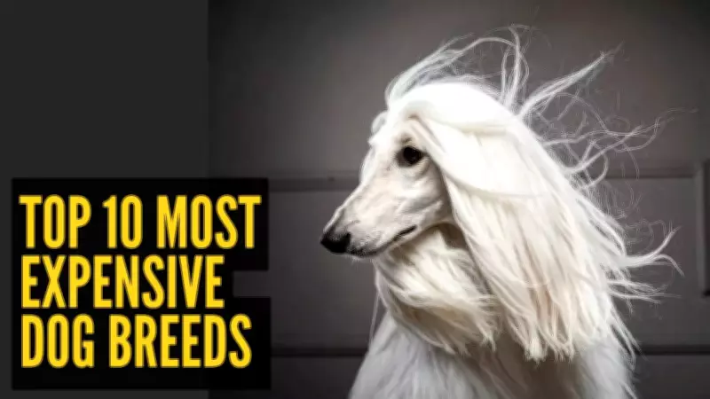 World's Most Expensive Dog Breeds: Luxury Pets With Staggering Price Tags