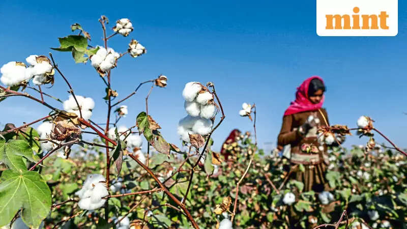 WTO Cotton Clash: India Seeks Standalone Deal, US and EU Push for Broader Agricultural Reform
