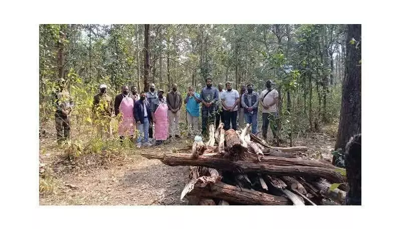 Young Tiger Found Dead in Achanakmar Reserve, Officials Cite Territorial Fight