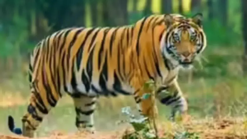 Young Tiger Found Dead in Chhattisgarh's Achanakmar Reserve After Territorial Clash
