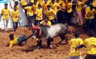 116 Injured in Sivaganga's Manjuvirattu Event During Pongal Celebrations