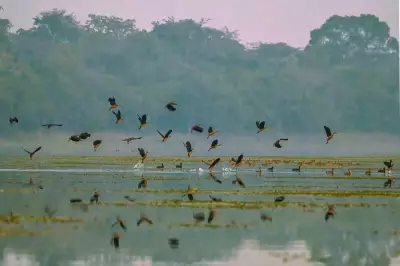14 Migratory Bird Species Grace Valmiki Tiger Reserve This Winter