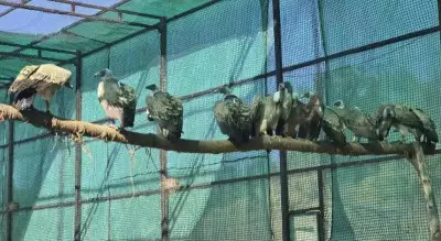 15 Critically Endangered Indian Vultures Released in Melghat Tiger Reserve
