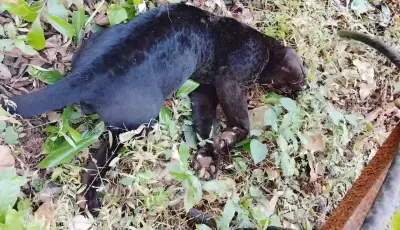 3-Year-Old Black Panther Electrocuted in Goa Wildlife Sanctuary