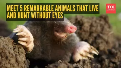5 Incredible Animals That Thrive and Hunt Without Eyes