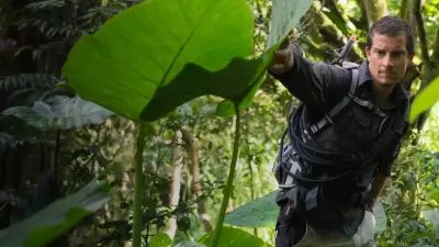 5 Jungle Survival Tips from Bear Grylls & Their Real-Life Applications