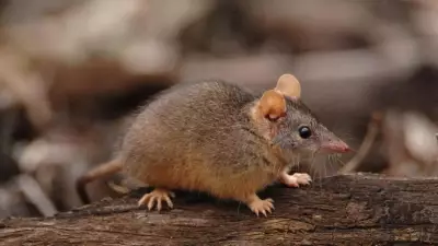 6 Animals That Die After Mating: The Science of Semelparity