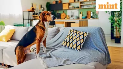 6 Hidden Dangers for Pets in Indian Apartments: Vet Reveals Risks