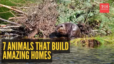 7 Animal Architects: Nature's Ingenious Home Builders