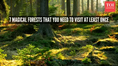 7 Magical Forests That Feel Like Walking Into Another World