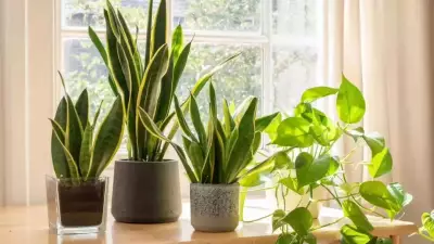 7 Surprising Benefits of Snake Plants: The Ultimate Low-Maintenance Indoor Plant