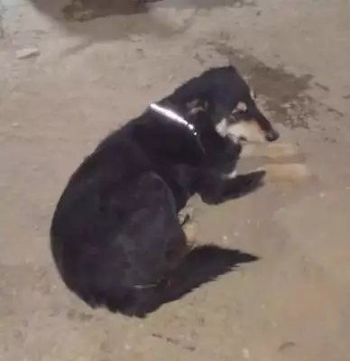 Agra Fits 300 Stray Dogs with Reflective Collars to Curb Night Accidents