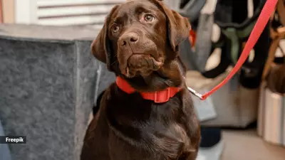 Ahmedabad's Pet Dog Registration Drive Falls Short Despite Campaign