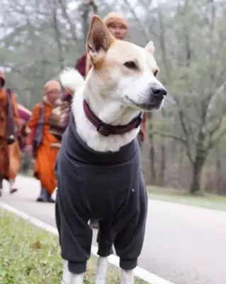 Aloka: The Kolkata Stray Dog Who Became a Global Peace Symbol