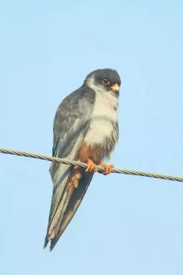 Amur Falcon's Goa Stopover Highlights Vital Role of Sirlim Grasslands