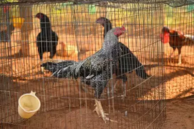 Andhra Breeders Rush Younger Roosters to Cockfights After Bird Flu Losses