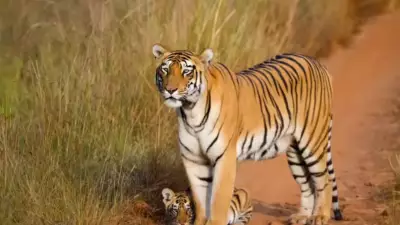 Bandhavgarh Tiger Reserve Reports Two Deaths, Missing Cub in 2024 Start