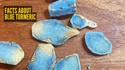 Blue Turmeric: India's Rare Superfood with Anti-Aging & Health Benefits