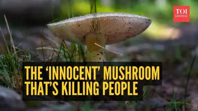 California's Deadly Mushroom Warning: 3 Deaths, 35 Poisonings This Season
