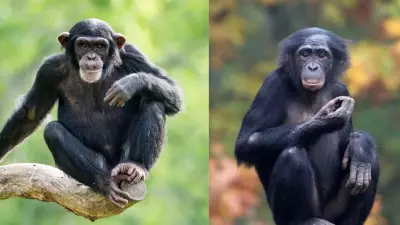 Chimpanzees vs Bonobos: 5 Key Differences in Our Closest Primate Relatives