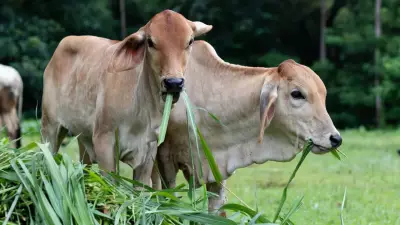 Cows Form Deep Friendships: Research Reveals Emotional Bonds in Cattle