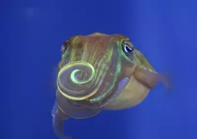 Cuttlefish Flirt with Polarized Light Patterns Invisible to Human Eye