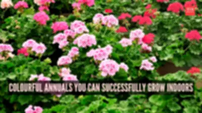 From Wax Begonia to Browallia: 8 Vibrant Annuals to Grow Indoors Successfully