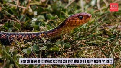Garter Snakes' Secret: How They Survive Being Frozen Solid for Hours