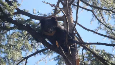 Harry and Bruno: Himalayan Bear Cubs Captivate Visitors at Shimla's Kufri Zoo