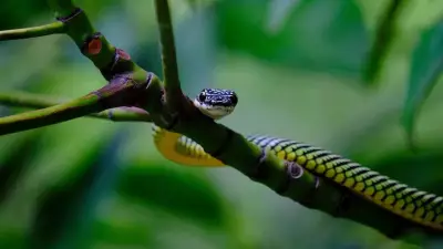 How Flying Snakes in India Glide Without Wings: The Science Explained