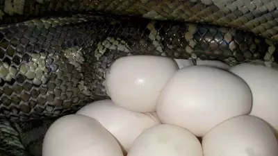 How to Identify Snake Eggs in Your Garden: Key Signs and Safety Tips